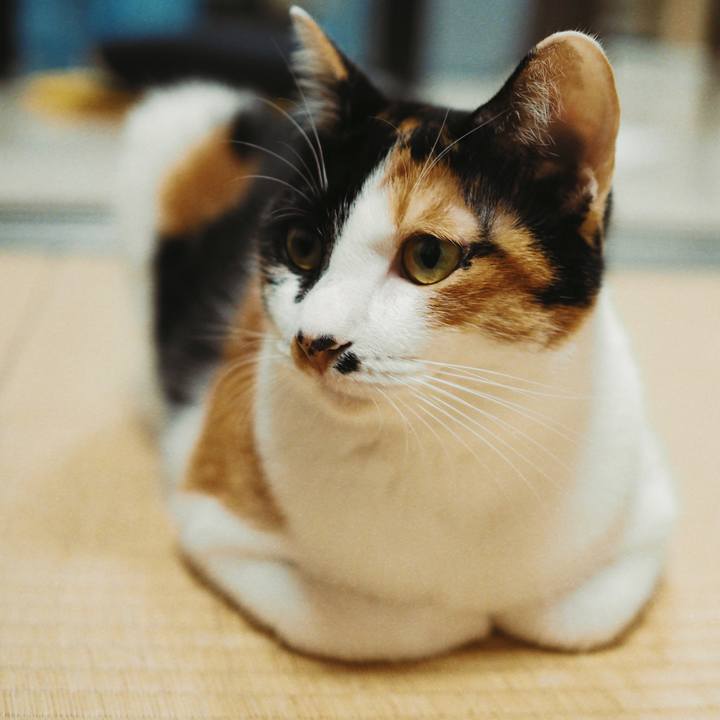 68dca80e 4af1 4cfe adba 5fa11a9782d5