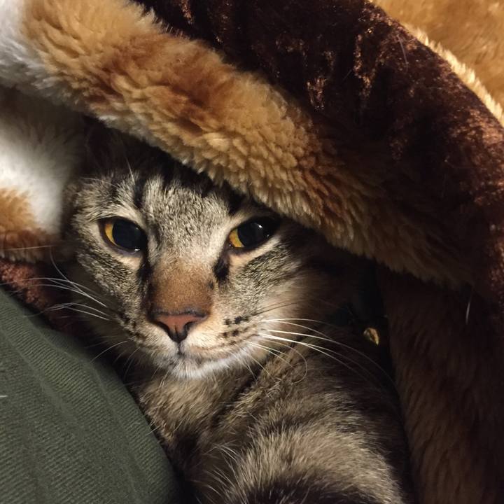 68dd6ae5 c9f6 4386 8c15 0159df0cd2d5