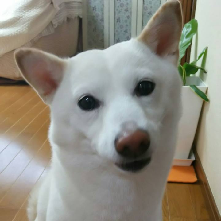 68ddf6d1 7233 4479 ae26 517720c99b61