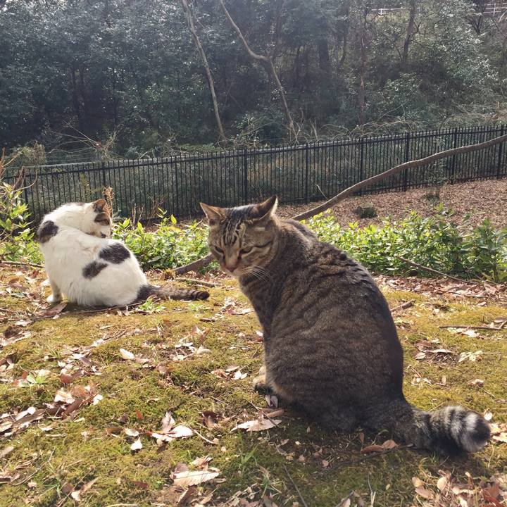 68e0767e 1558 41a5 aa7c 84d54702e01f