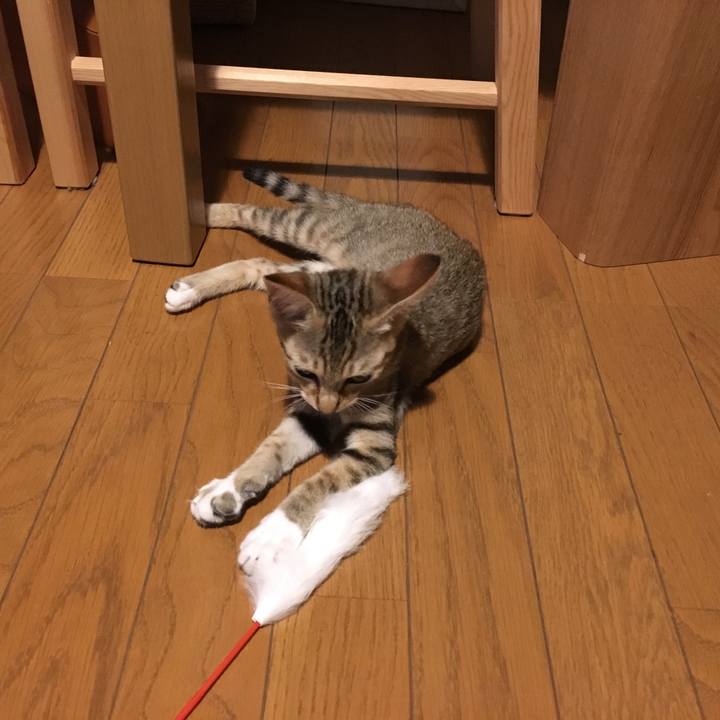 68eb65ce c3ea 4206 bb7e f60547265858