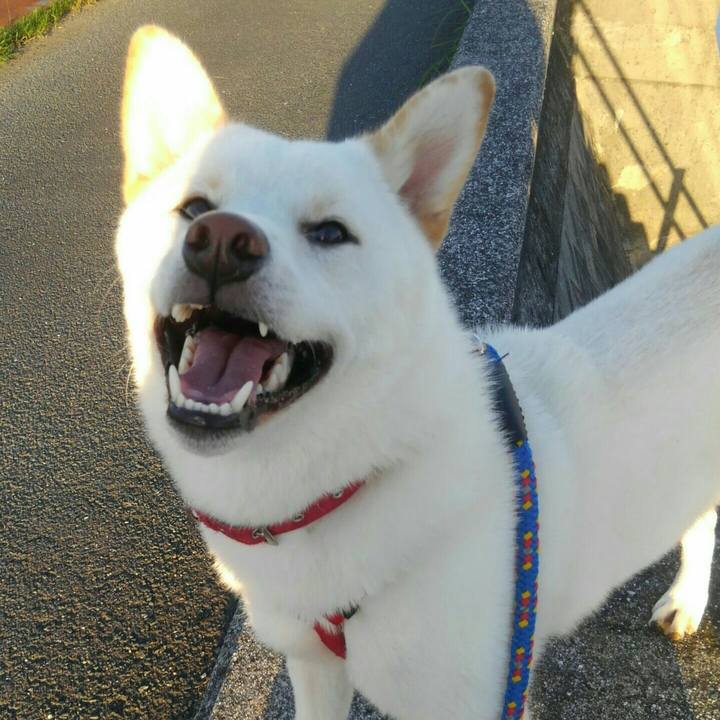 69012ba0 8f0a 4033 8b37 65b65ff0bcc0