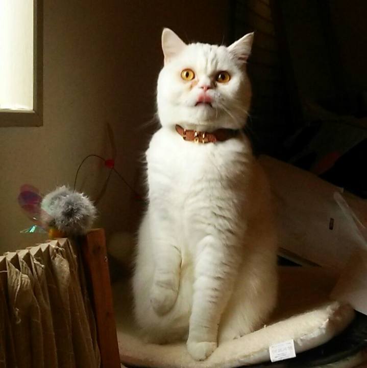 690fb4df cfce 43b5 83f1 890bae137b8a