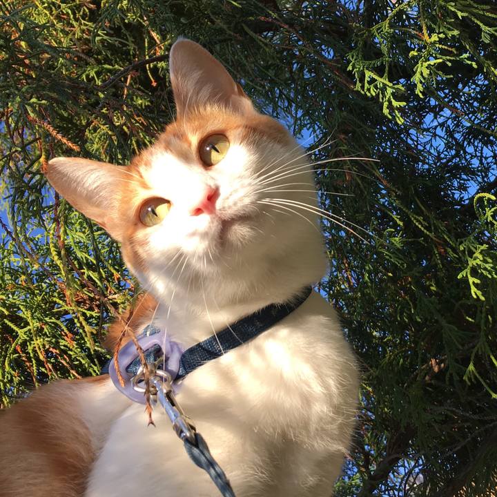 6911f204 a91f 46ae 90fc 5bda536676ef