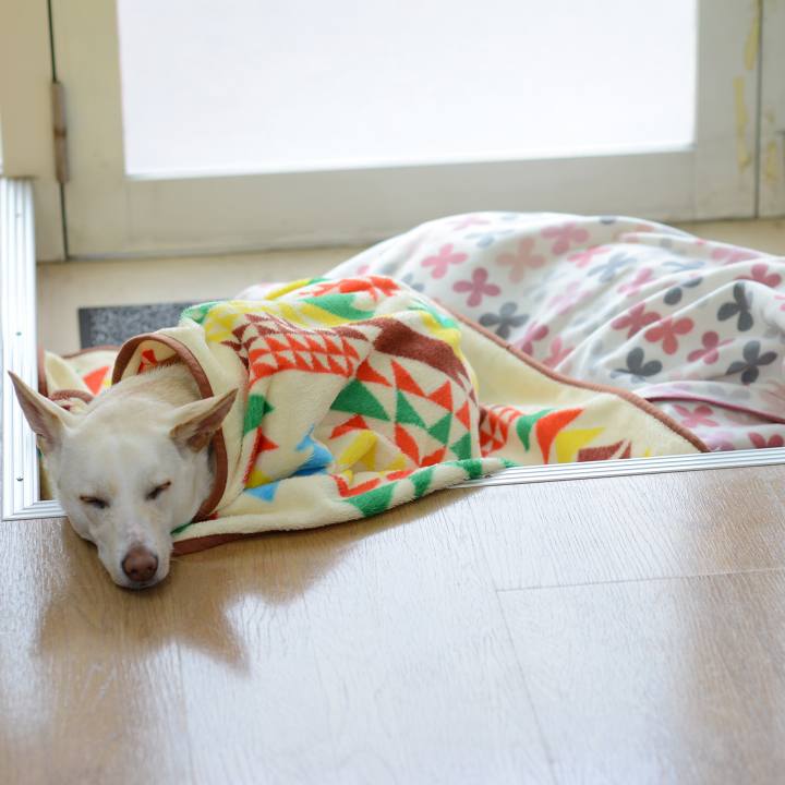 693526ab d022 47bb b590 f6ee204fe0b6