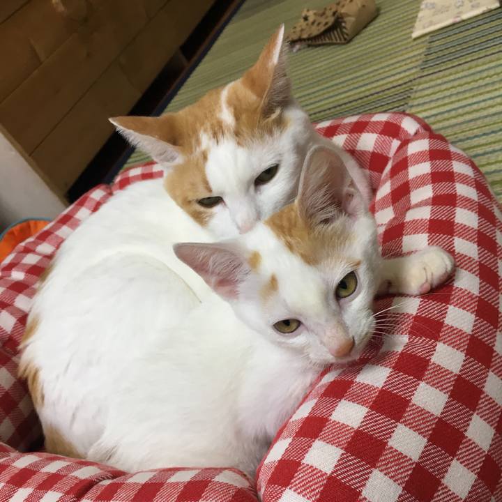 6955256e 714e 4ceb bc61 861bc01dbbc9