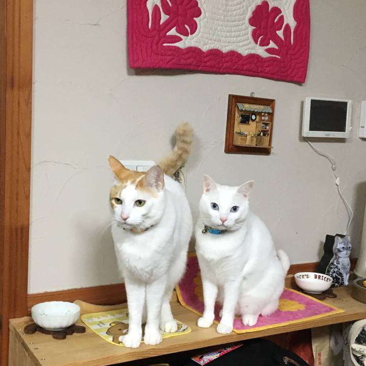 696ea7c6 b525 4e67 b5b9 bb735f653095