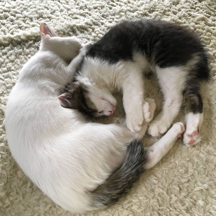 6986ca27 daa9 4063 bd57 2f46c74da8b6