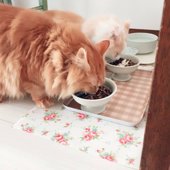 69a7fcca e986 4e15 bcd5 1c624a6aef4c