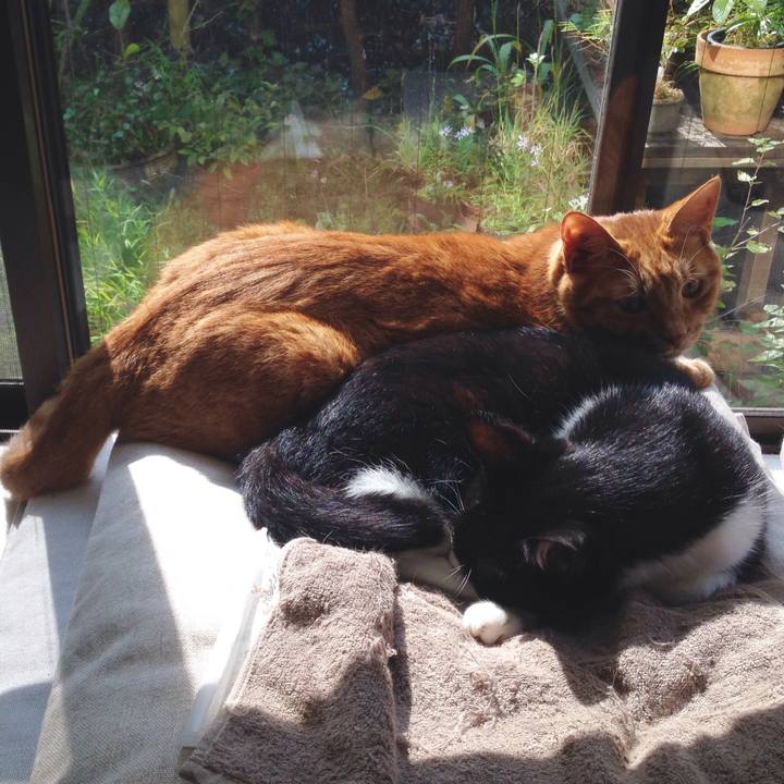 69ae045d a6a4 4b19 b628 34372cda4547