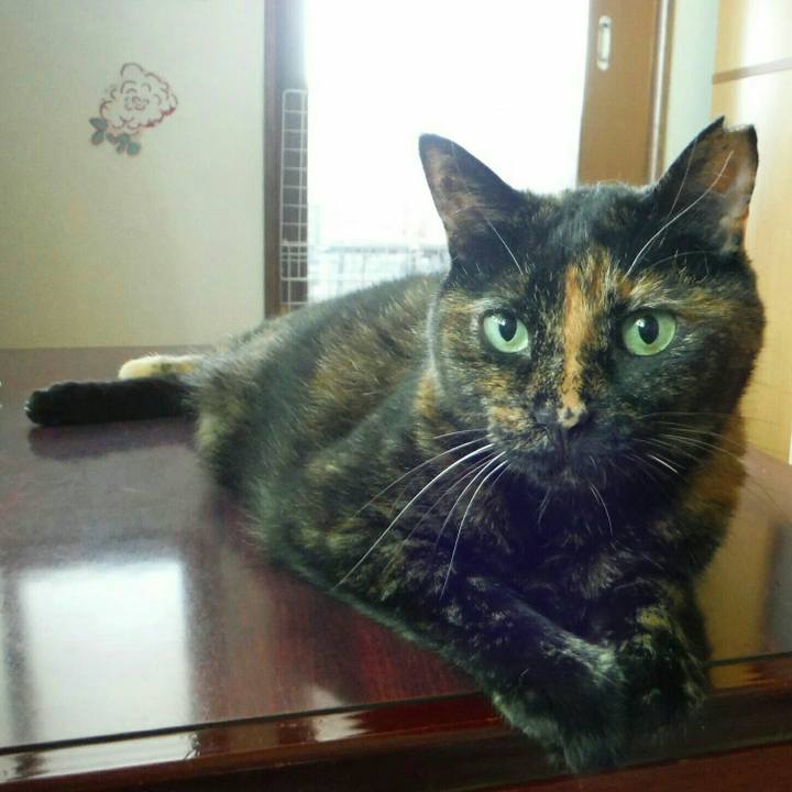 69bd0c5c 9323 4044 9f9b fdfab6e56eec