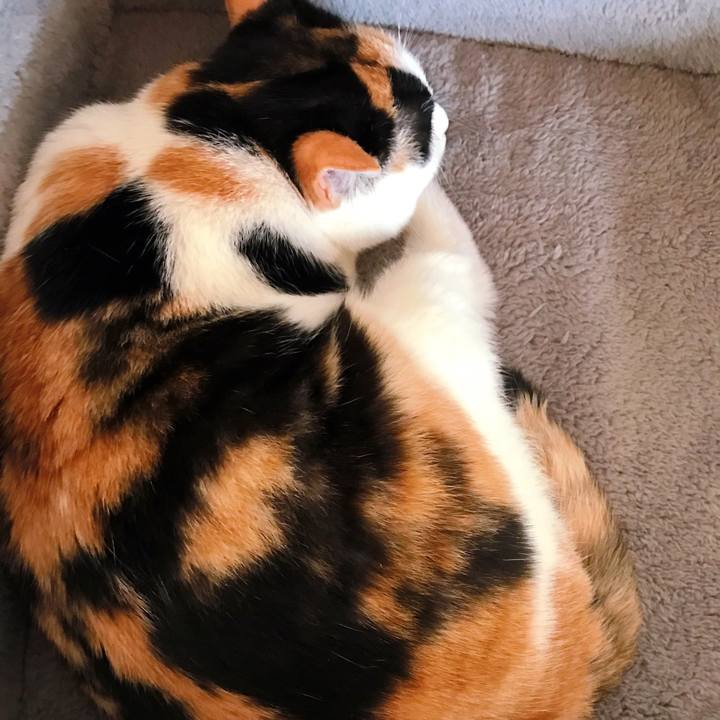 69c73f07 8686 4e8a 8eb5 2280abb5fcb9