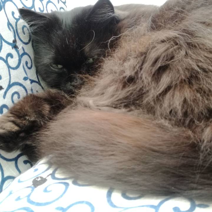 69c9b56d 1524 4498 9a95 7572a7b82112