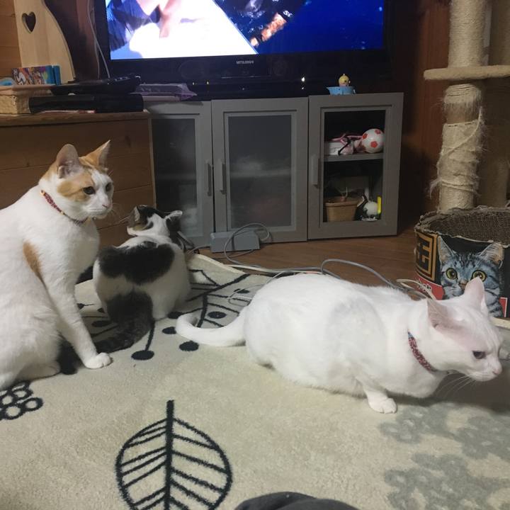 69ccea74 d9ad 40a4 ab5d e9274d70b637