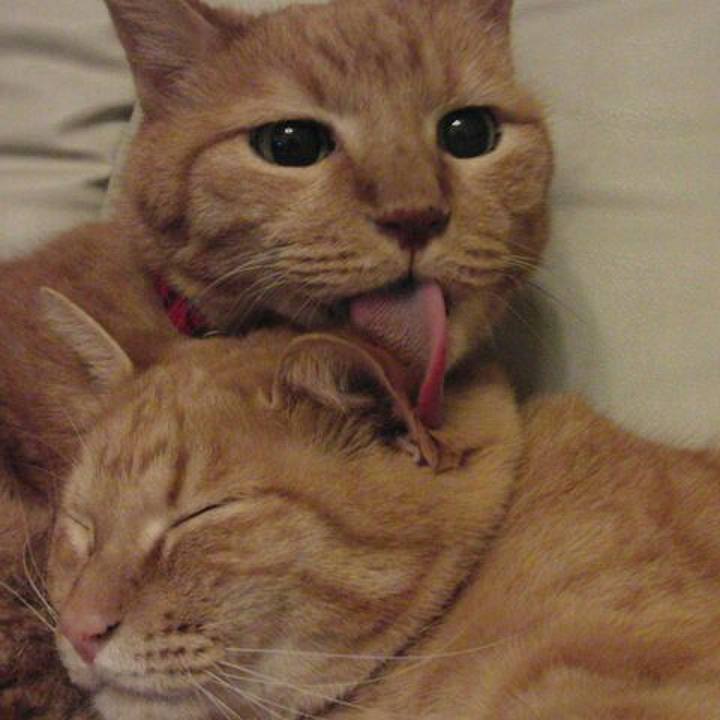 69cd77ca 55a3 43e0 afac 30664277b2da