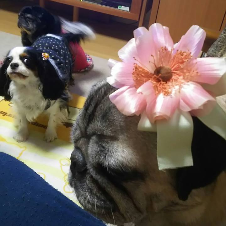 69e895cf 133e 4b93 955c 333663d45492