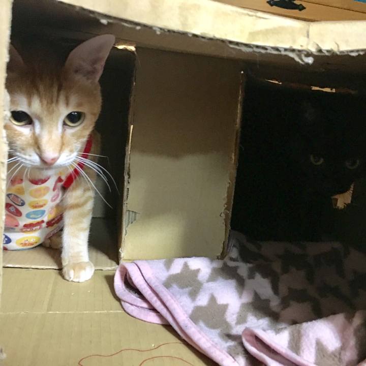 69ee62d2 64bc 45e0 9f07 d2377804c64d