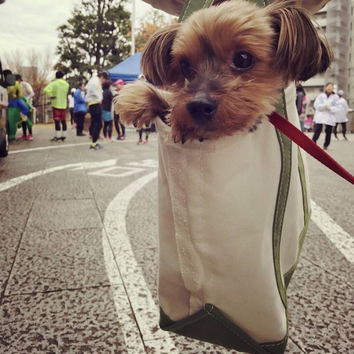 6a0271a6 4287 4316 a966 ab37c8b31fa5