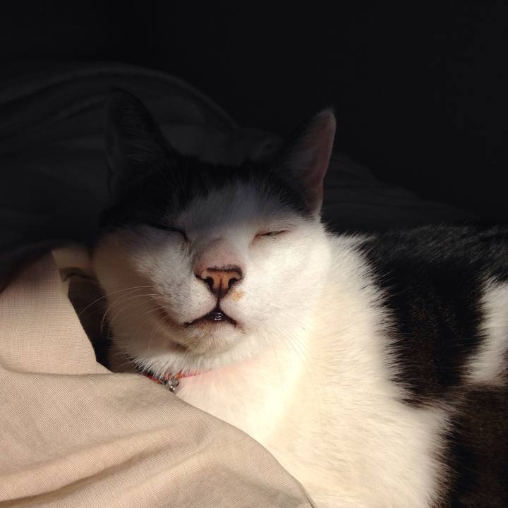 6a03c534 b4c4 43e8 be23 a613bc0055de