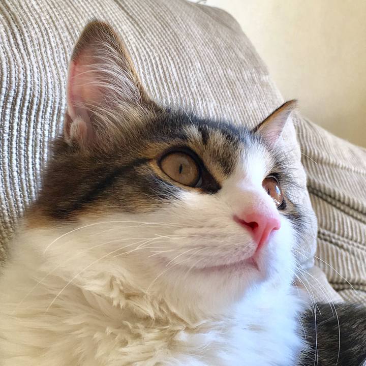 6a0af95b 8537 4800 862c 20751205b213