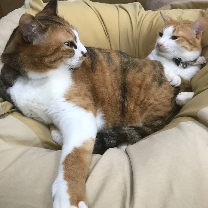 6a0bfbe6 67e7 44c0 9e02 39ab631b56d2