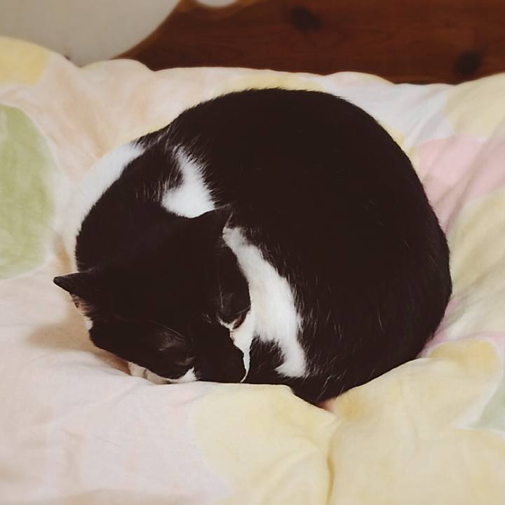 6a0c3c0b 28b2 41c3 94b1 5765b9c7258a