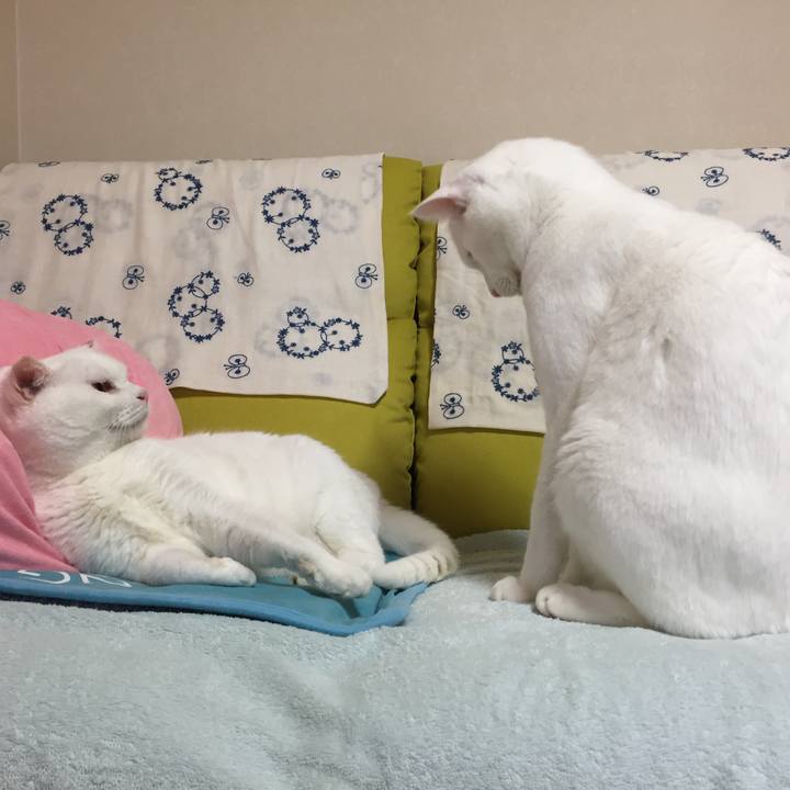 6a14df2d 25b2 4dda bafb a364e0cb43d2