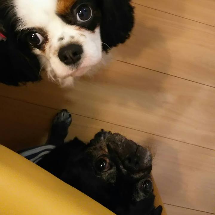 6a23155f 338b 487c b698 63353b3fe4fd