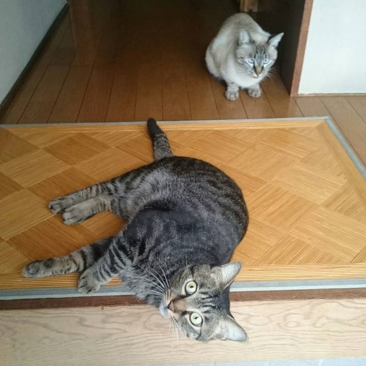 6a2a32ff 504e 4f29 82f5 0aaeb0924bf7