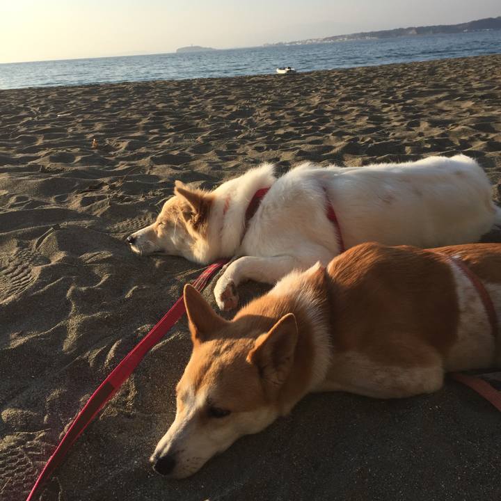 6a2c95f1 ec88 4d54 a688 53281582a769