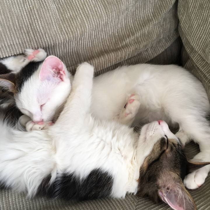 6a2d9a8a f0cc 4595 bf32 2f42fd9bd25c