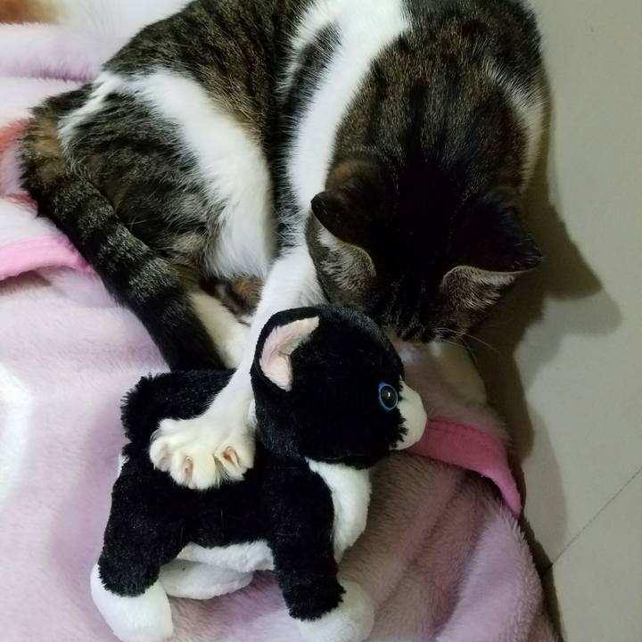 6a46c73c 3219 4495 b937 9618b2a2e858