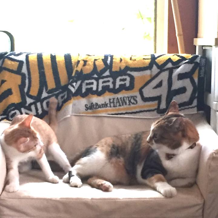 6a4772de de21 4aa3 abf7 5a312b3234b0