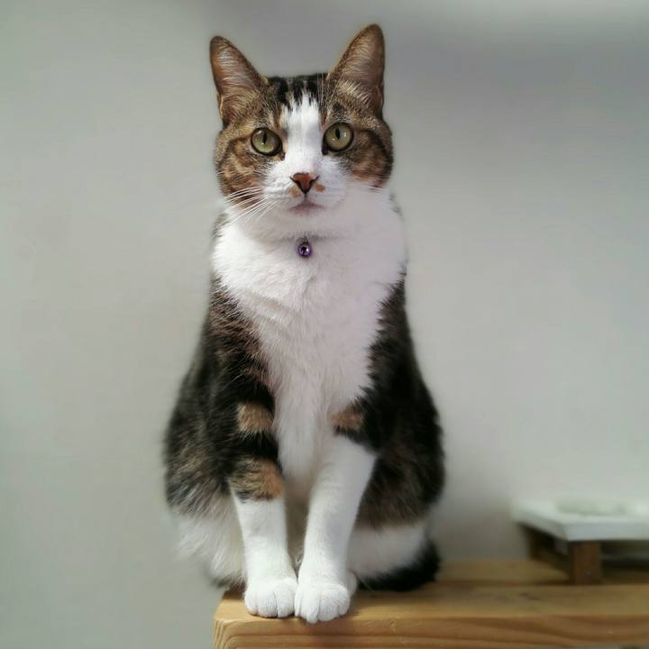 6a4f4502 4281 439f a19e 2f354dbbc1a2