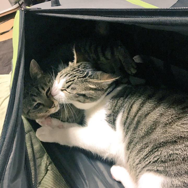 6a51a497 ba98 49a8 8dc2 49ffb1efd7f4