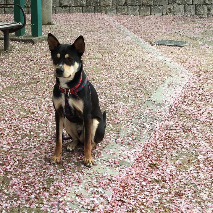 6a5bffea 4c43 4c9a a0ce 4663272ffa8c