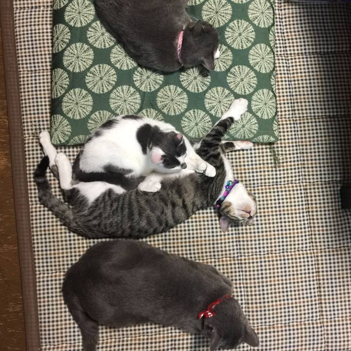 6a5c7f9c 3bf0 4c0a 8733 c82fb329d94a