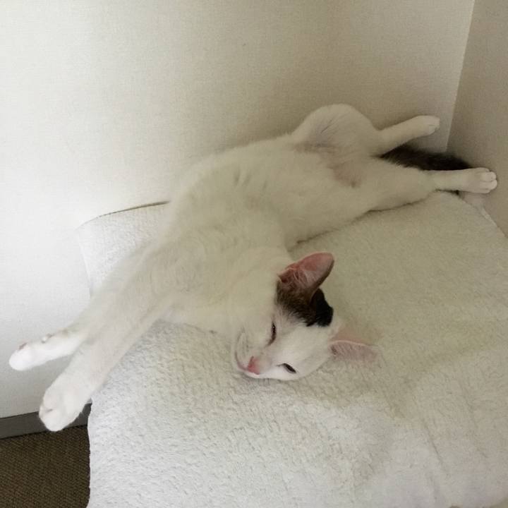 6a60532a 4c60 4cb6 b06e 6f2a0eb91265