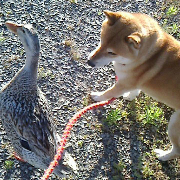 6a63d92a 95f3 4753 b667 10d337a51b0c