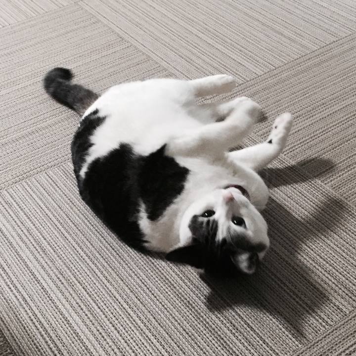 6a688fe4 d188 4553 a539 f5daf12276fd