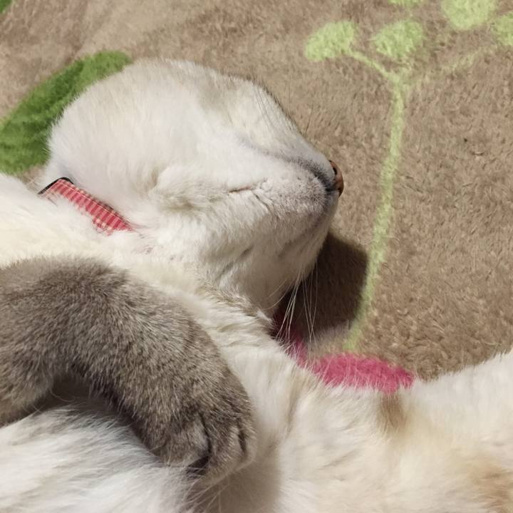 6a69c7be f15e 44e7 9595 30ea660aeca0