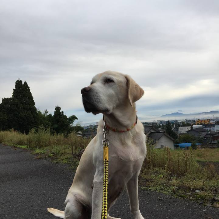 6a70a6f5 7e8c 4d75 9fcf 5b0e66c0a440