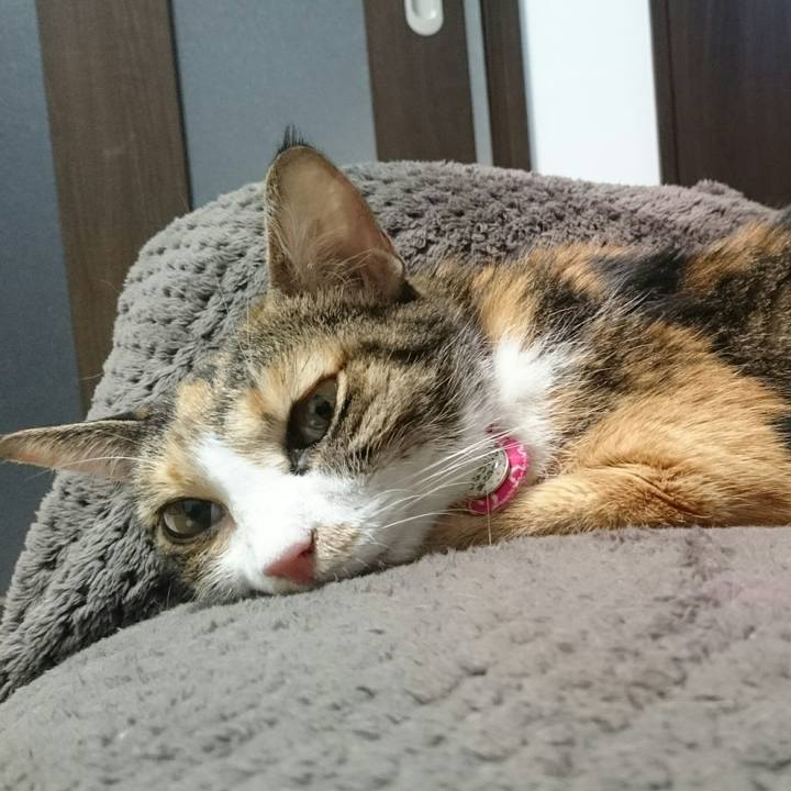 6a850ee3 5a0a 4c88 8a29 36b60b88ba3d