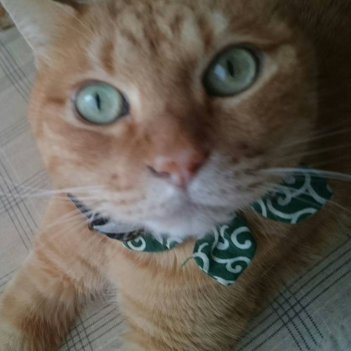 6a85e5ce f3f4 4482 838f 3173076c37e7