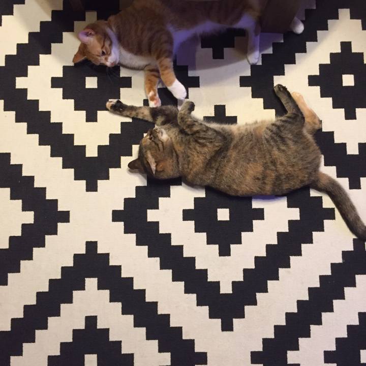 6a870879 58be 4530 9476 d8bc80b8d587