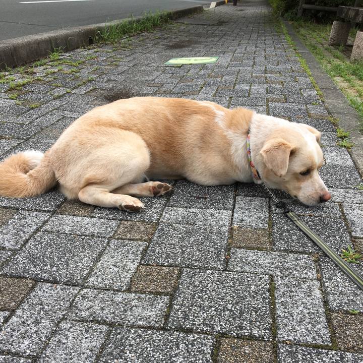 6a8a07dd 7813 4d24 bbbb 412773184433