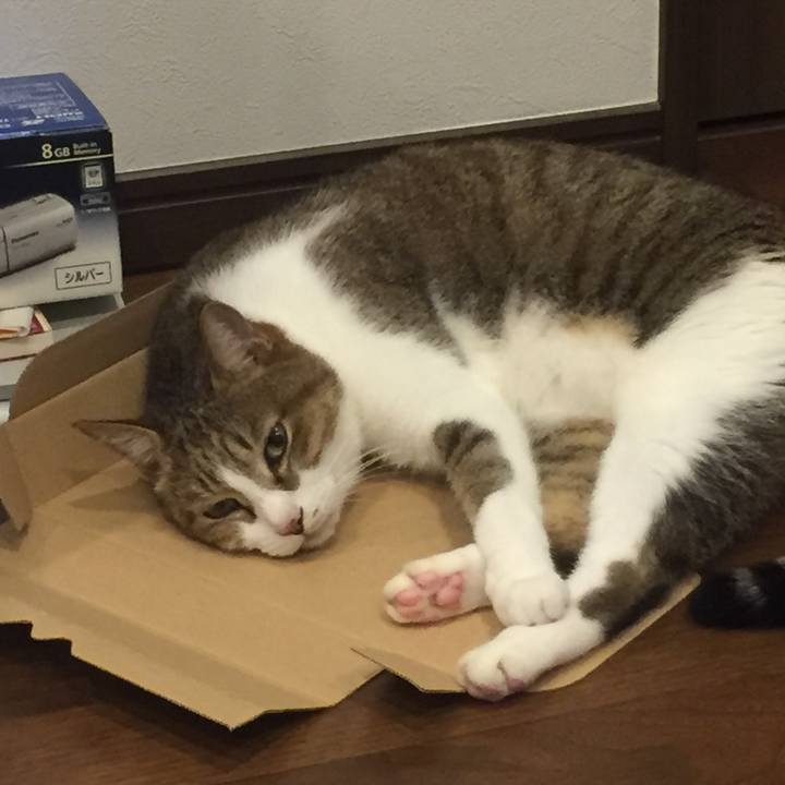 6a8cdf37 5f8b 42e9 904a 8fcdc1cafe20