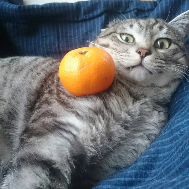 6a8f94c3 f711 40c5 a31f b8f8abd69ed0