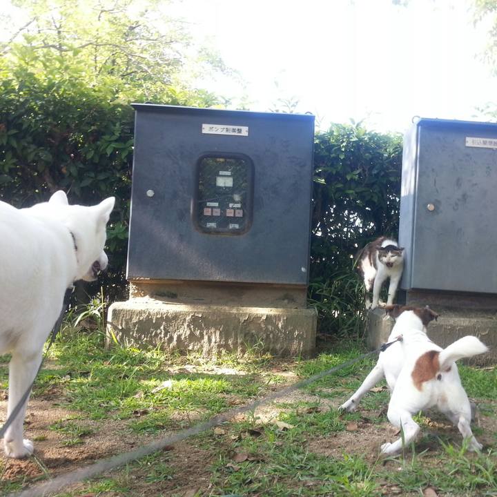 6a96a87c f96f 4e2c bf17 cabc34431886