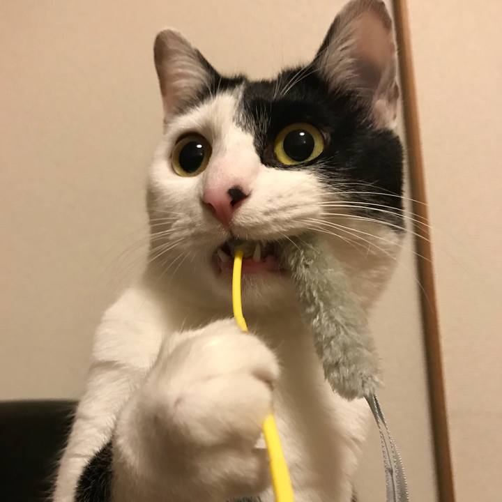 6a9d0988 ba67 4bd4 b20e ab79b618a171